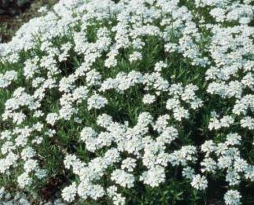 Štěničník "IBERIS SEMPERVIRENS TAHOE"