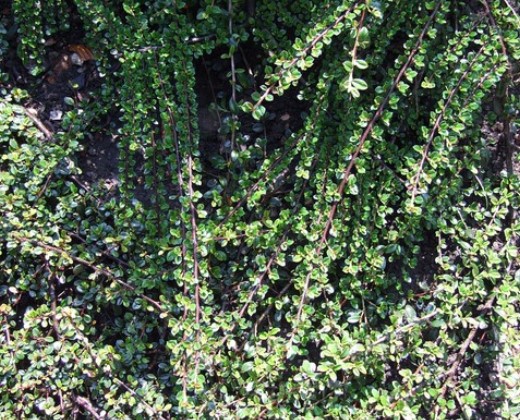 Skalník drobnolistý "COTONEASTER MICROPHYLLUS"