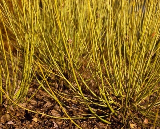 Svída "CORNUS STOLONIFERA fl"
