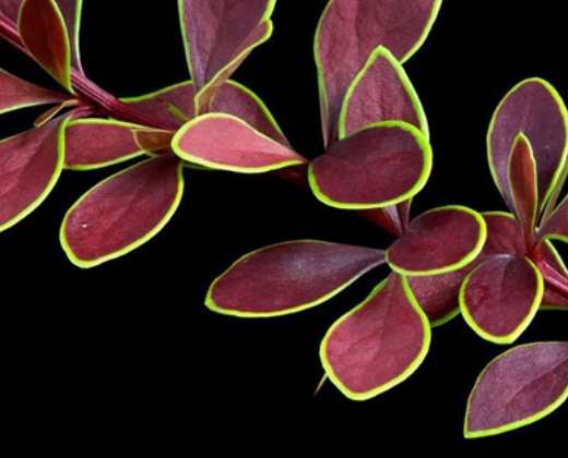 Dřišťál temně rudý "BERBERIS THUNBERGII GOLDEN RING"