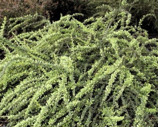 Dřišťál zelený koberec "BERBERIS THUNBERGII GREEN CARPET"