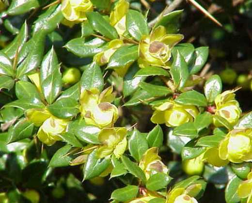 Dřišťál bradavičnatý "BERBERIS VERRUCULOSA"