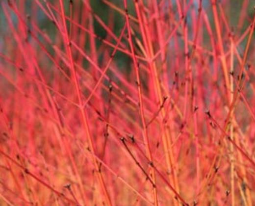 Svída krvavá "CORNUS SANGUINEA MIDWINTER FIRE"