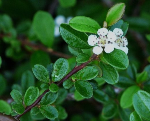 Skalník "COTONEASTER DAMMERI SKOGHOLM"