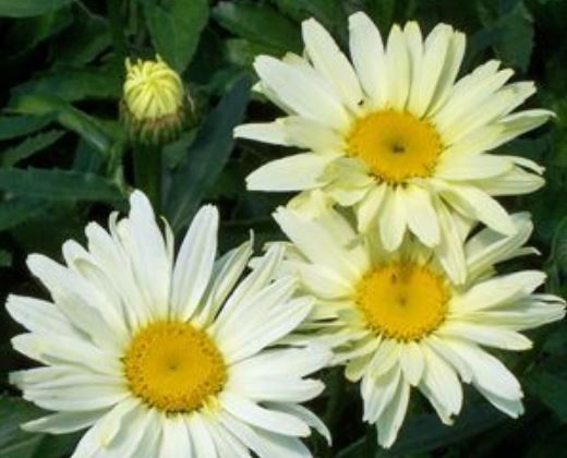 Kopretina bílá "LEUCANTHEMUM"