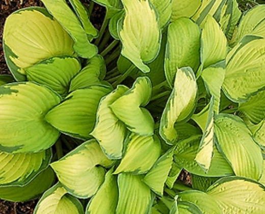 Bohyška "HOSTA FORTUNEI GOLD STANDARD"