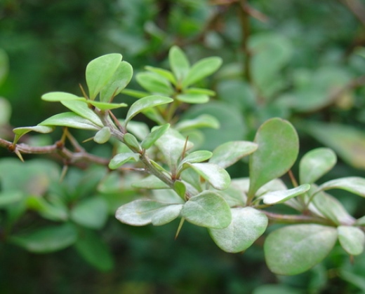 Dřišťál zelený "BERBERIS THUNBERGII"