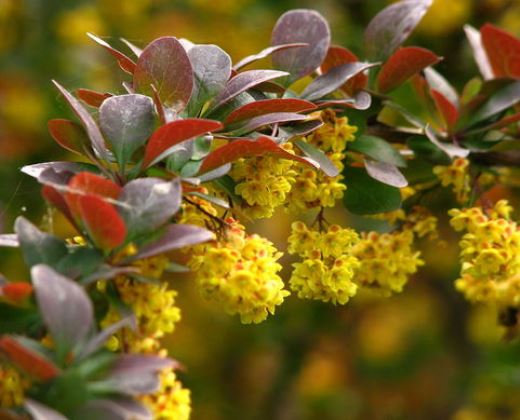 Dřišťál červený "BERBERIS THUNBERGII ATROPURPUREA"