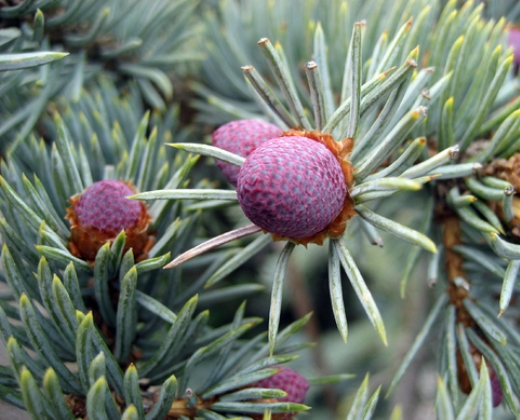 Smrk šedostříbrný "PICEA PUNGENS KOSTER"