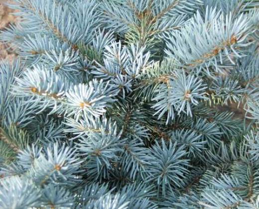 Smrk stříbrný zakrslý "PICEA PUNGENS GLAUCA GlLOBOSA"