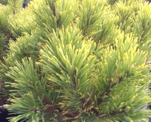 Borovice kleč zlatá "PINUS MUGO WINTER GOLD"