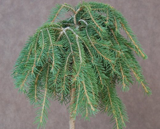 Smrk Formánek "PICEA ABIES FORMANEK" na kmínku