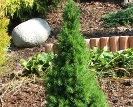 Smrk "PICEA GLAUCA CONICA"