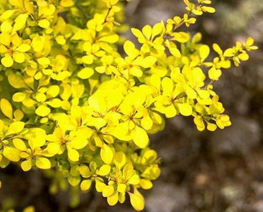 Dřišťál žlutý "BERBERIS THUNBERGII AUREA"