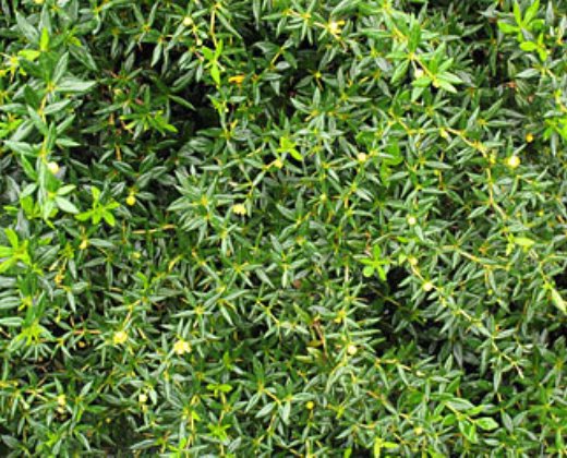 Dřišťál bělolistý "BERBERIS CANDIDULA"