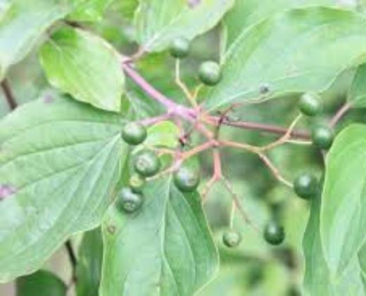 Svída krvavá "CORNUS SANGUINEA"