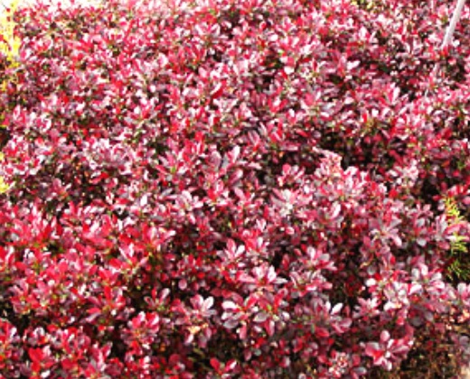 Dřišťál fialový "BERBERIS THUNBERGII BAGATELLE"