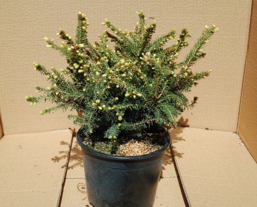 Smrk "PICEA ABIES NIDIFORMIS"