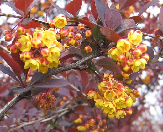 Dřišťál červený "BERBERIS THUNBERGII ATROPURPUREA NANA" 