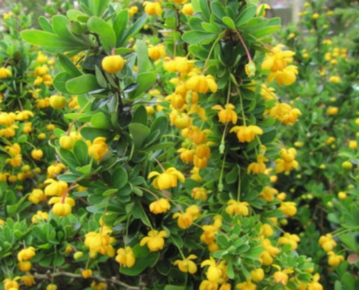 Dřišťál "BERBERIS BUXIFOLIA NANA"