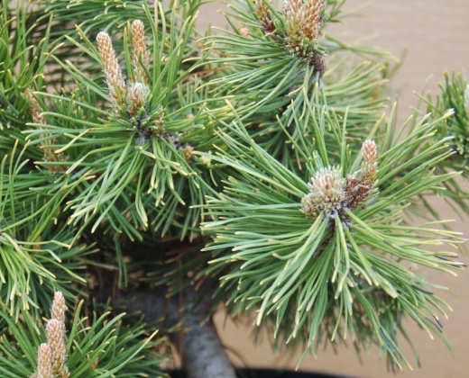 Borovice kleč "PINUS MUGO PUMILIO"