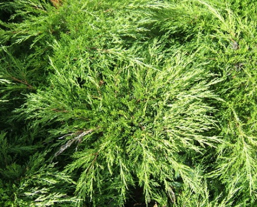 Jalovec "JUNIPERUS SABINA TAMARISCIFOLIA"