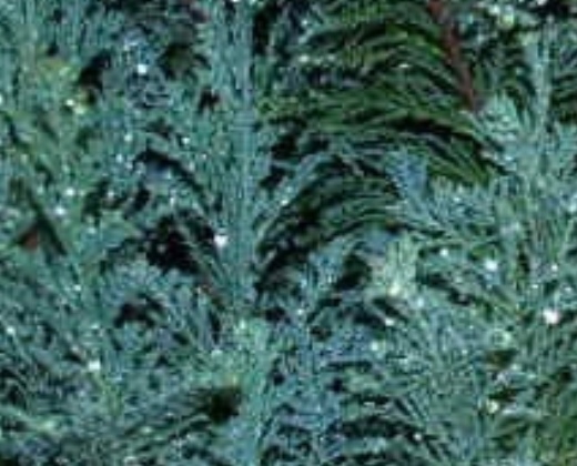 Cypřišek "CHAMAECYPARIS LAWSONIANA VAN PELT BLUE", výška cca 80 cm