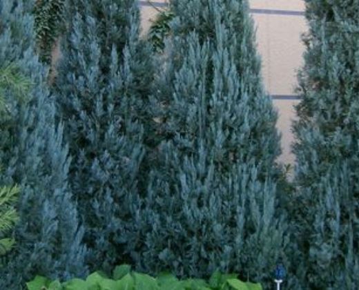 Jalovec "JUNIPERUS SCOPULORUM BLUE ARROW"