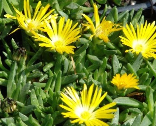 Kosmatec žlutý "DELOSPERMA CONGESTUM YELLOW"