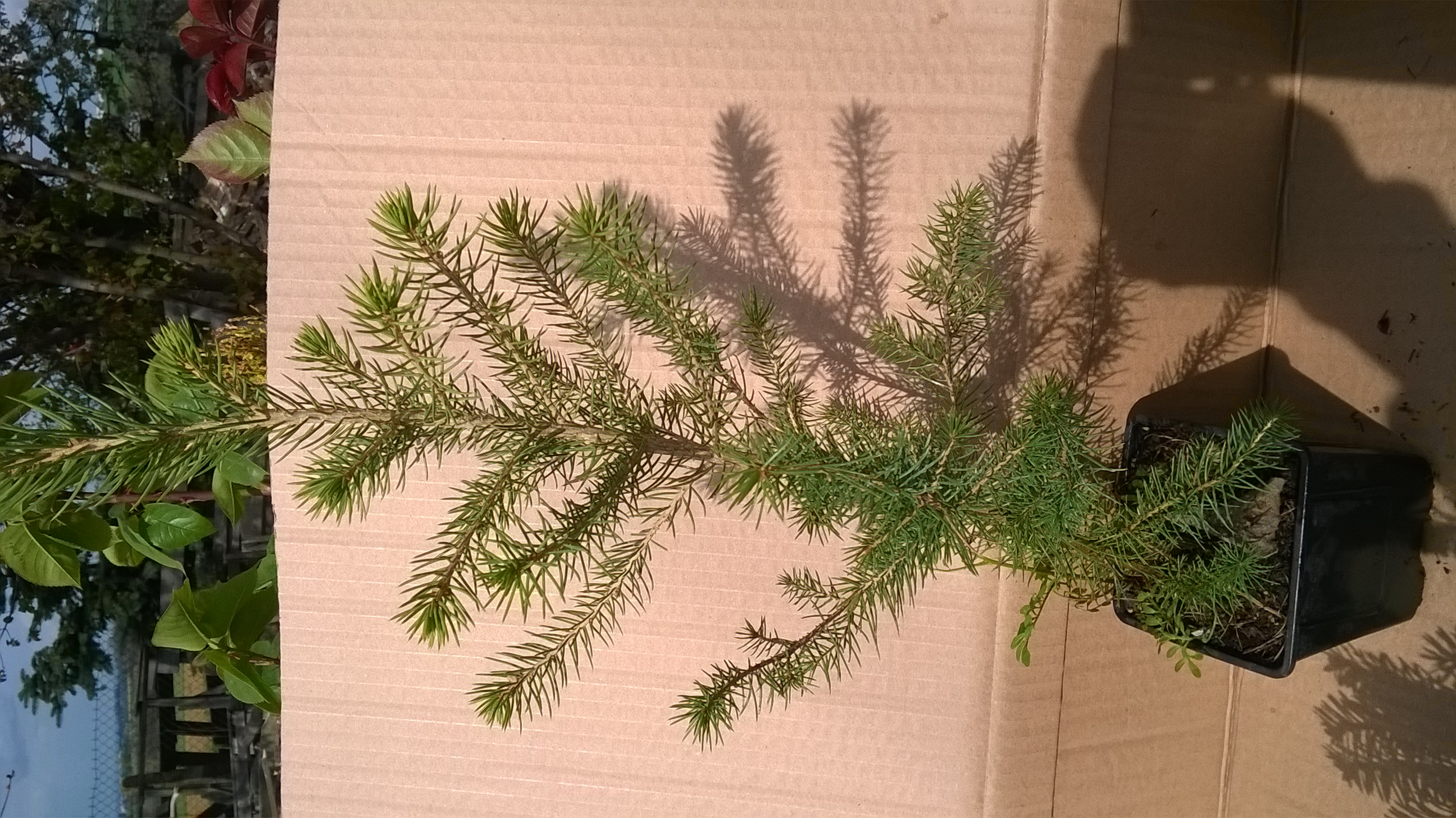 Picea abies , Smrk  , sazenice