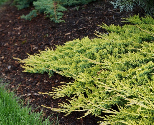 Jalovec zlatý "JUNIPERUS HORIZONTALIS COLDEN CARPET"