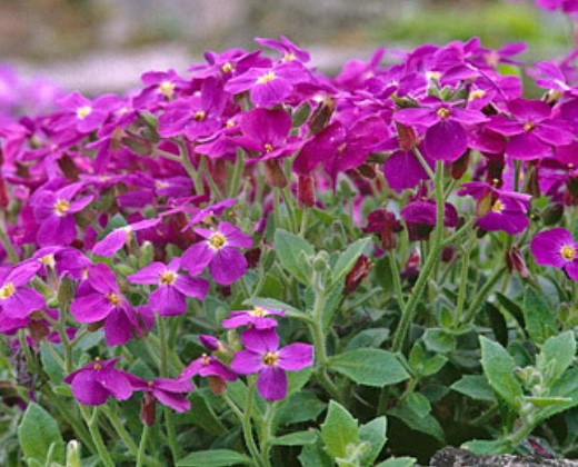 Tařička tmavá "AUBRIETA HYBRIDA"