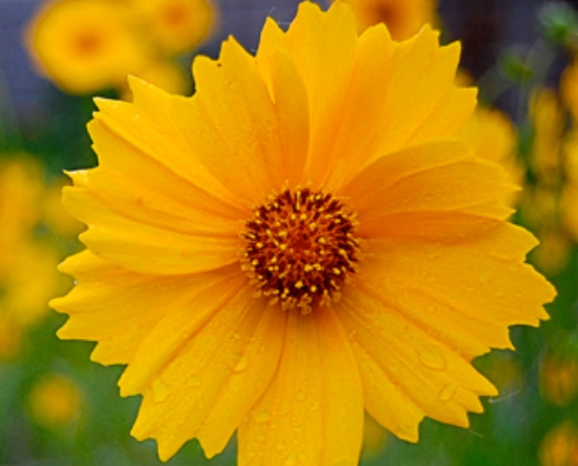 Krásnoočko velkokvěté "COREOPSIS GRANDIFLORA"