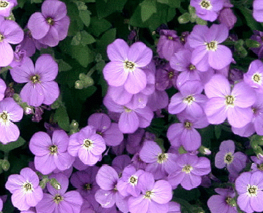 Tařička "AUBRIETA GRACILIS"