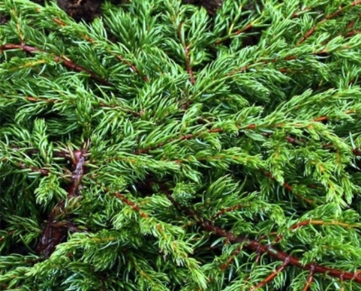 Jalovec poléhavý "JUNIPERUS COMMUNIS REPANDA"