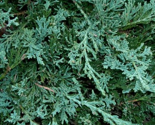 Jalovec poléhavý "JUNIPERUS HORIZONTALIS WILTONII"