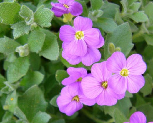 Tařička "AUBRIETA HYBRIDA"