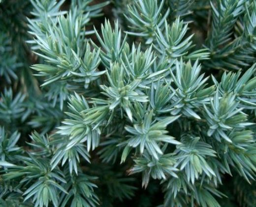 Jalovec modrý koberec "JUNIPERUS SQUAMATA BLUE CARPET"