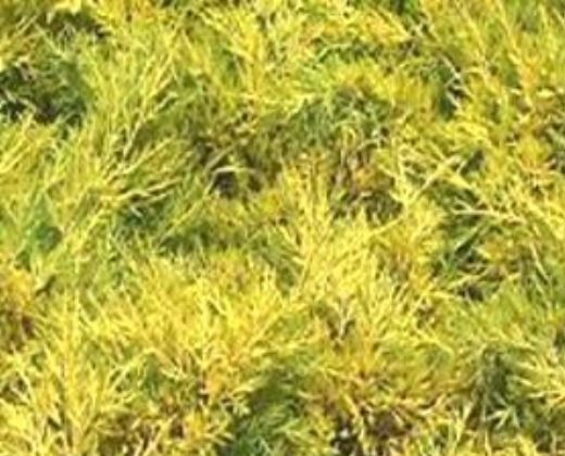Jalovec zlatý "JUNIPERUS CHINENSIS OLD GOLD"