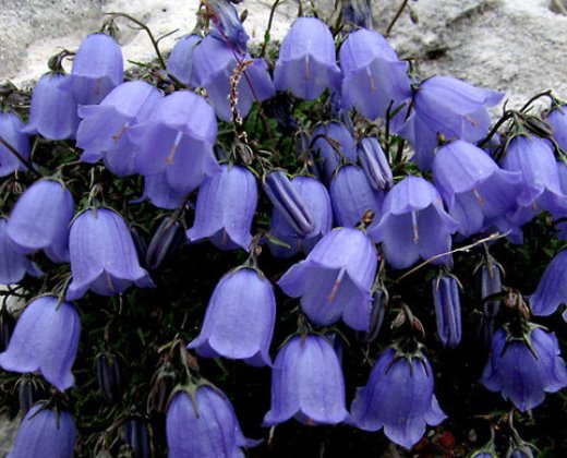 Zvonek lžičníkolistý "CAMPANULA COCHLEARIIFOLIA"