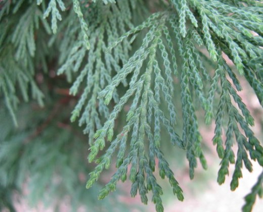 Cypřišek Leylandův "CUPESSOCYPARISS LEYLANDII"