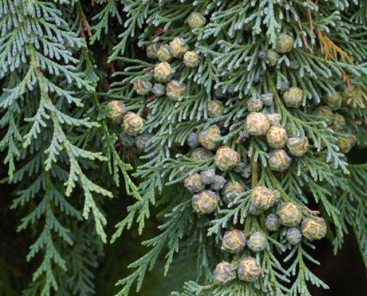 Cypřišek "ChAMAECYPARIS LAWRISONIANA COLUMNARIS GLAUCA"