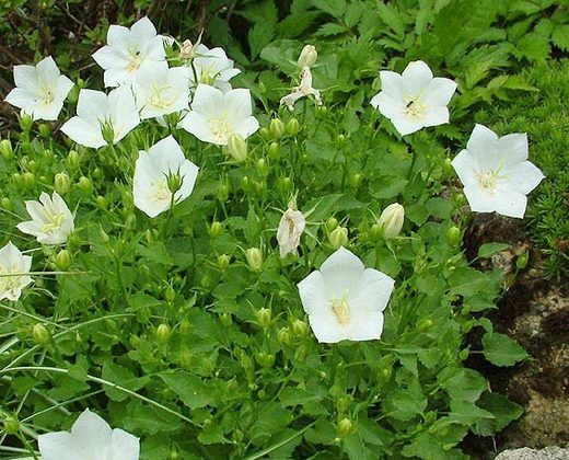 Zvonek bílý "CAMPANULA CARPATICA"