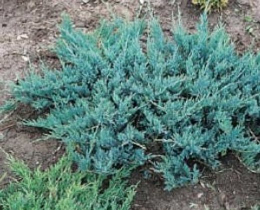 Jalovec poléhavý "JUNIPERUS HORIZONTALIS BLUE CHIP"