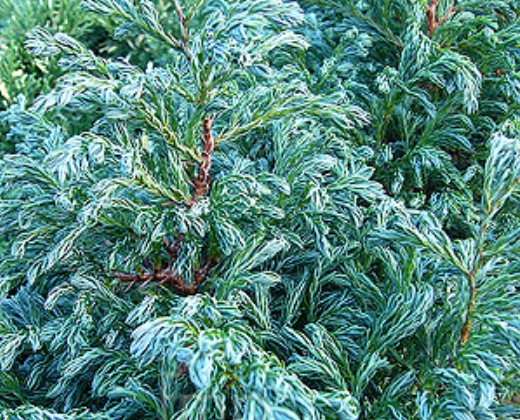 Cypřišek "CHAMAECYPARIS PISIFERA BOULEVARD"