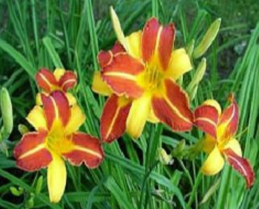 Denivka "HEMEROCALLIS FRANS HALS"