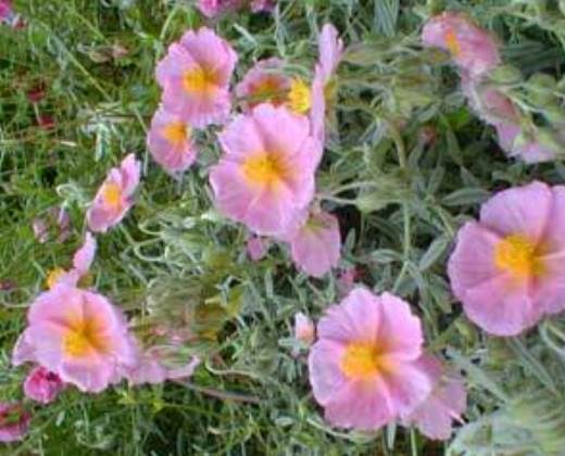 Devaterník "HELIANTHEMUM"