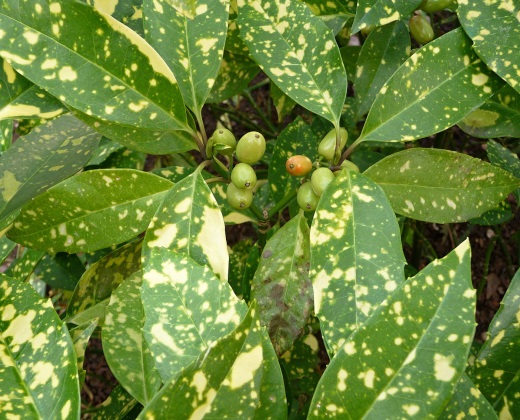 Aukuba Japonská "AUCUBA JAPONICA"