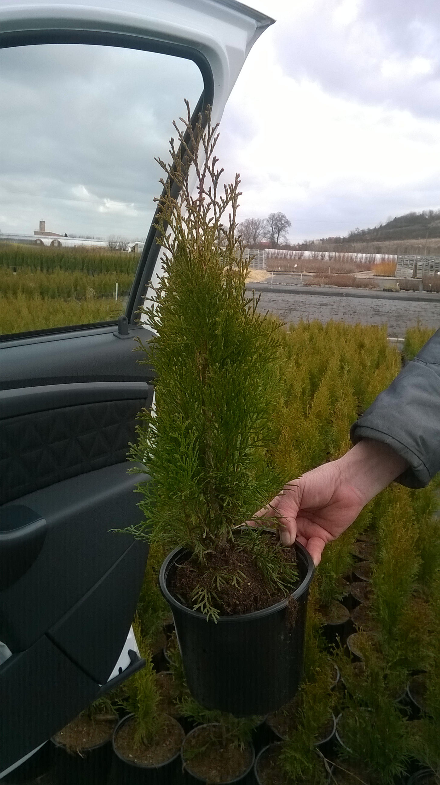 Thuja "OCCIDENTALIS SMARAGD"40 - 60 cm
