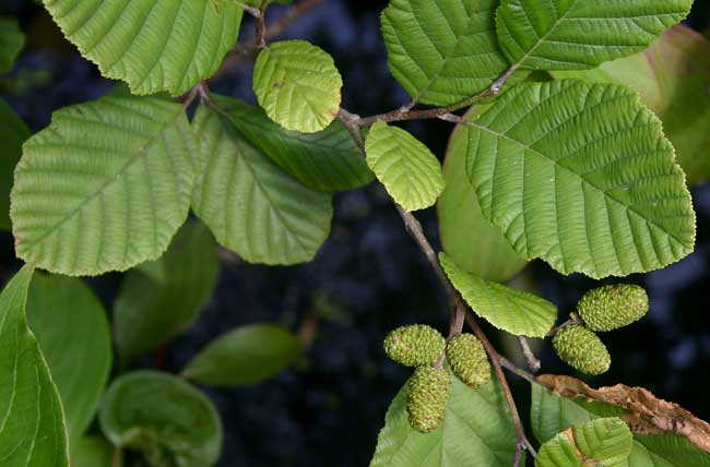 Alnus glutinosa  /  Olše